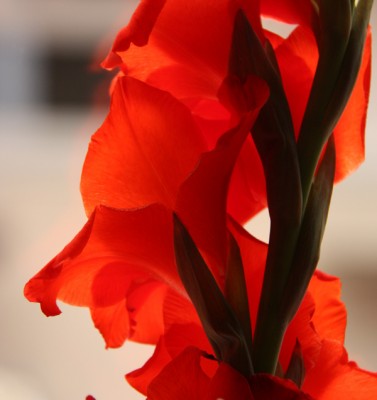 gladiolus