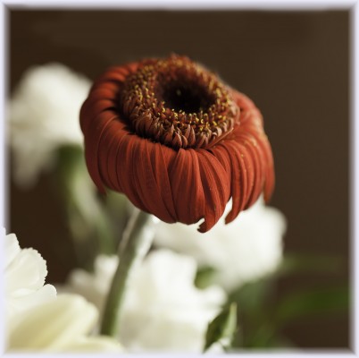 gerbera