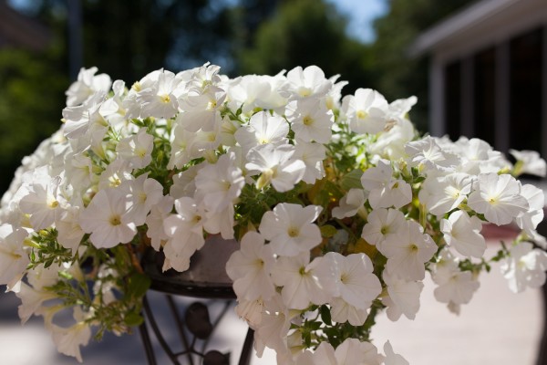 valkoiset kukat-4