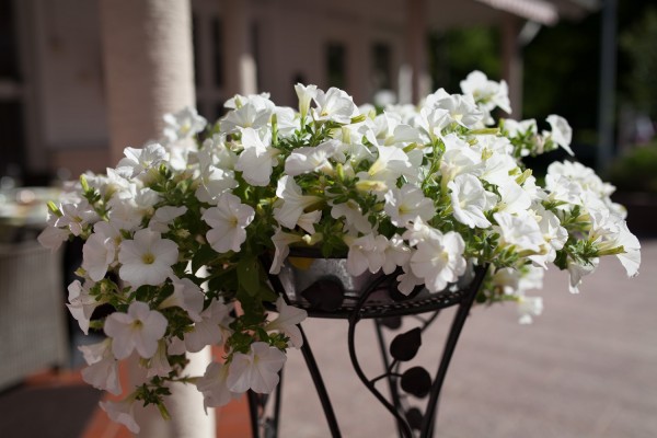valkoiset kukat