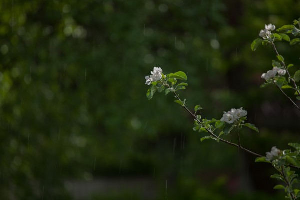 Omenapuut kukassa-12