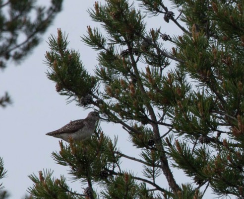 Patikka Luulammelle 2014-12