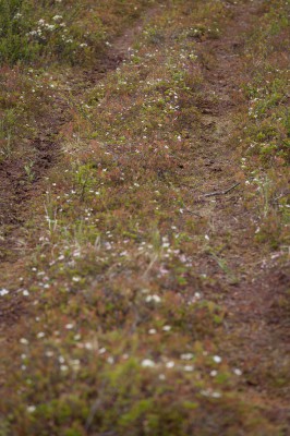 Patikka Luulammelle 2014-14