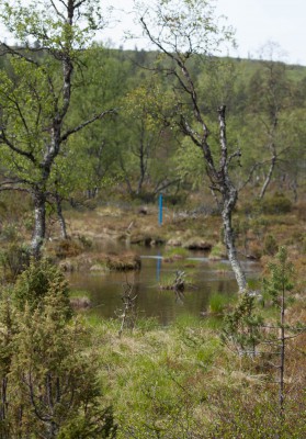 Patikka Luulammelle 2014-19