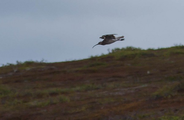 Patikka Luulammelle 2014-2-3