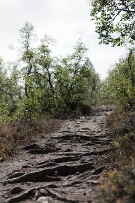 Patikka Luulammelle 2014-24