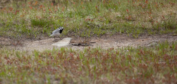 Patikka Luulammelle 2014-37