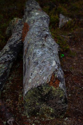 The Midnight Sun 2014-10