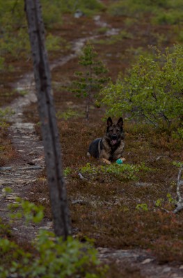 The Midnight Sun 2014-16