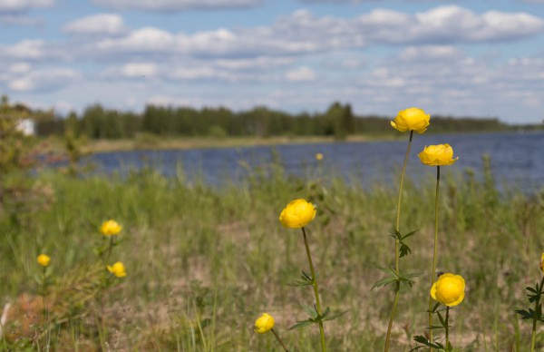 Juhannuksen paluuliikenne-3