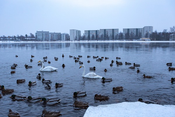 Oulujoen rannassa_