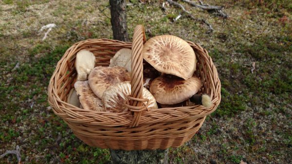 WhatsApp Image 2016-08-30 at 13.29.40