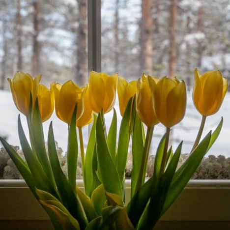 Iloja ja suruja yhdelle päivälle