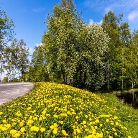 Kuvia kuvien päälle
