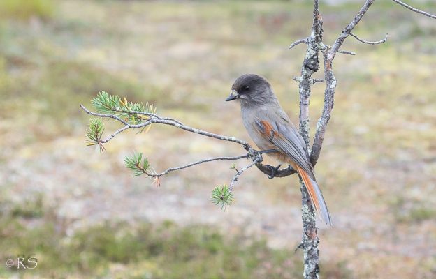Kuukkeli Tuulestatemmattua Kuukkeli Tuulestatemmattua