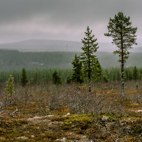 Maanantaiaamupäivän patikka