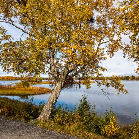 Teköäly versus ihan itse tehty