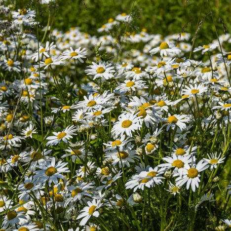 Kukkainen kotikaupunki