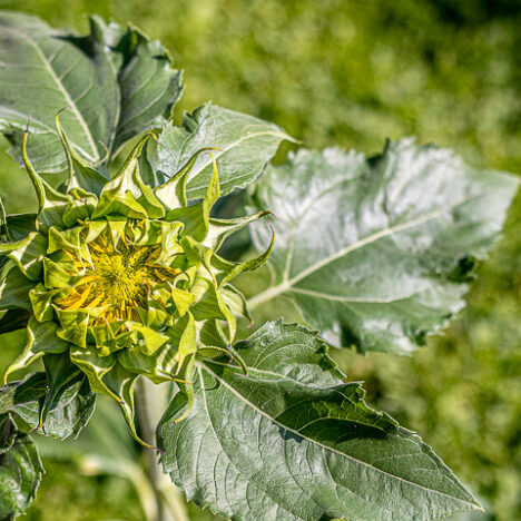 Kesäruokapöydässä