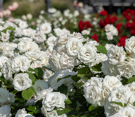 Mökille luppoilemaan ja liikkumaan
