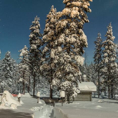 Mansikkakuun metsästyksessä