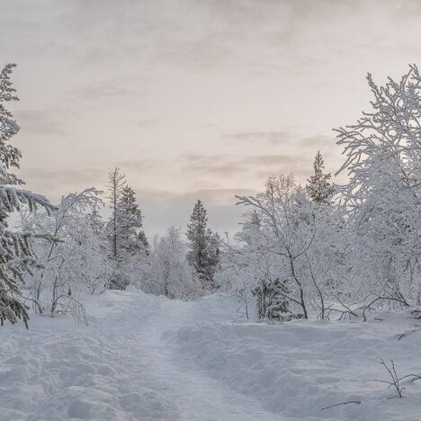 Mansikkakuun metsästyksessä