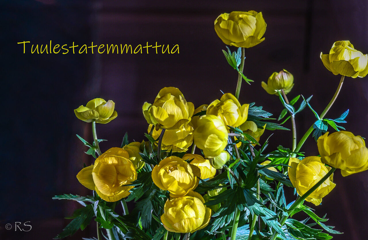 Tuulestatemmattua
