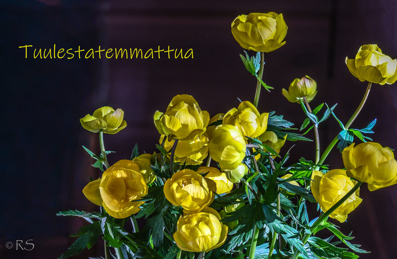 Tuulestatemmattua