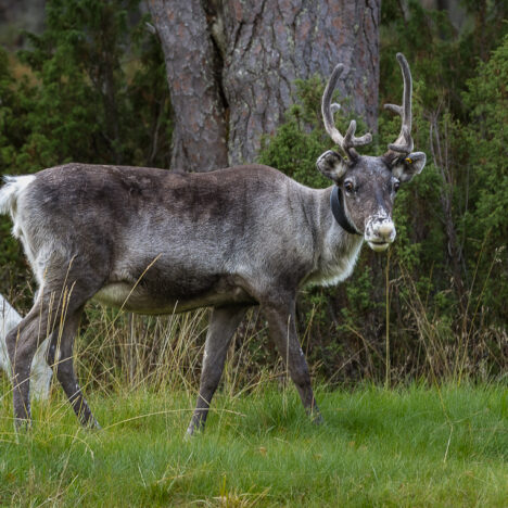 Kettukuru löytyi!